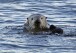 Hungry sea otters are helping save California’s marshlands from erosion