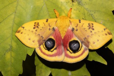 Southern US Cities Seeing 'Shocking' Moth Declines