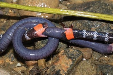 Wild Coral Snakes Filmed in Tug-of-War Over Prey in Scientific First