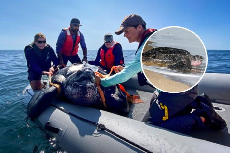 Migrating Turtles Caught 'Stopping for Snacks' Along US East Coast