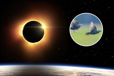 Solar Eclipse May Cause 'Significant Change' in Bird Behavior