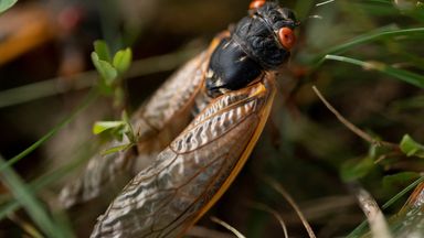 Trillions of cicadas to emerge across US 'in biggest invasion in centuries'