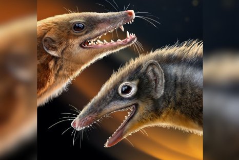 Jurassic Fossil Discovery Leads to New Mammal Theory