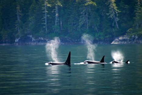 Warning Issued Over Orca Extinction