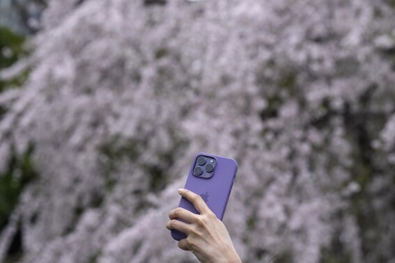 Crowds gather to watch cherry blossoms at peak bloom in Tokyo