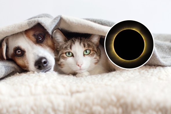 Solar Eclipse Impact on Pets Revealed