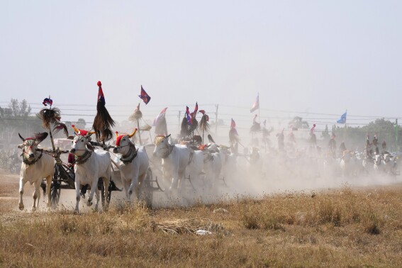 AP PHOTOS: Cambodian villagers hold rare oxcart race, seeking to revive a centuries-old tradition