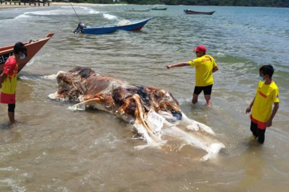 Mystery as Freaky Mass of Gloop Found on Beach