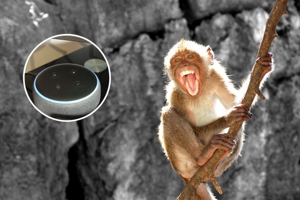 Alexa Thwarts Monkey Attack on Toddler