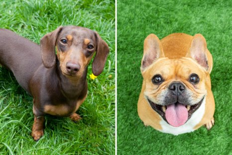 Dachshund, French Bulldog Breeds Suffer From 'Torture Breeding'