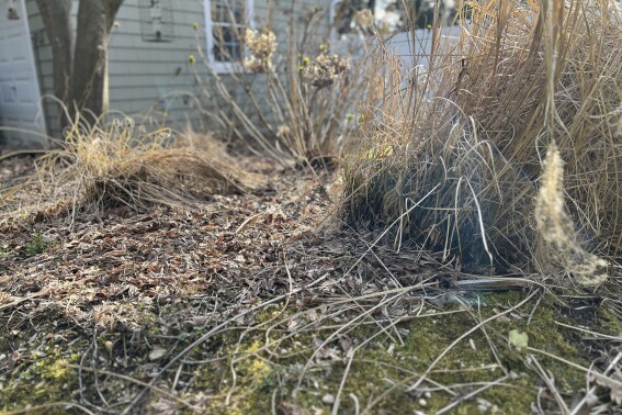 The garden’s waking up again. Spring chores to tackle first