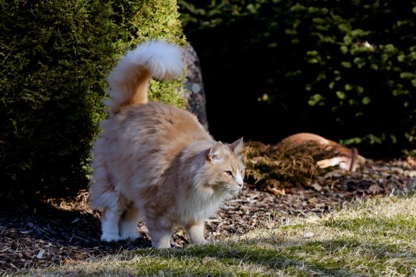 Mystery Over Why Cat Spray Smells So Bad Finally Solved