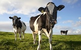 Flatulent cows targeted in M&amp;S net zero push