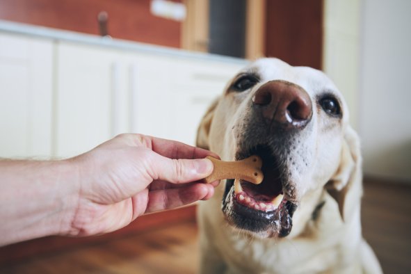 Dogs Miss Things When Focused on Getting Treats