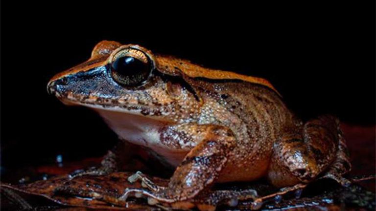 Frogs are screaming - we just can't hear them, scientists in Brazil discover