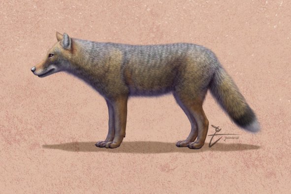 Archaeologists Think Ancient South Americans May Have Kept Foxes as Pets