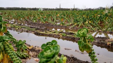 'A growing crisis': Extreme rainfall saturates farms - and may make food pricier