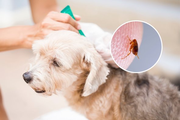 Cat and Dog Flea Treatments Are Polluting Rivers