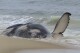 Dead whale in New Jersey had a fractured skull among numerous injuries, experts find