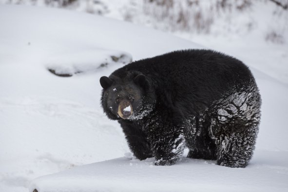 Curious Bear Forces Closures at California Ski Resort