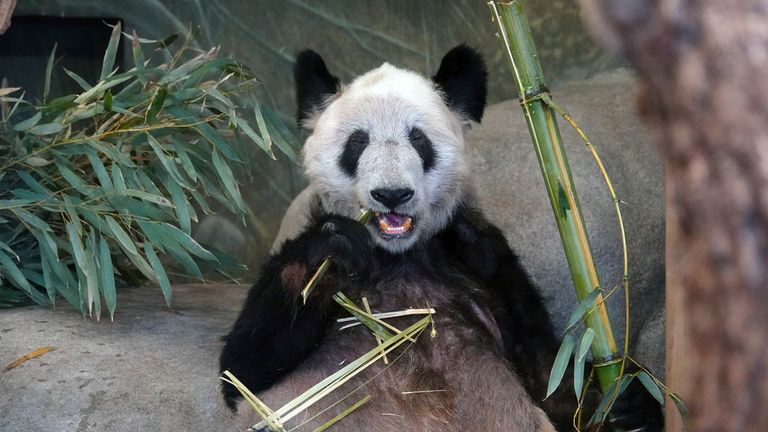 Pandas' diets may be sabotaging their sex lives and they should be fed a more 'wild' diet, says new study