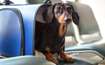 The unwritten etiquette of flying with your dog