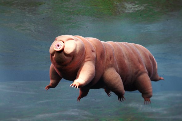 Water Bears' 'Incredible Response' to Radiation Surprises Scientists