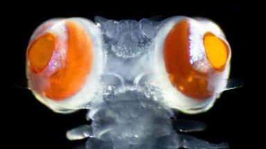 Marine worm with 'googly eyes' 20 times heavier than its head may see in completely new way