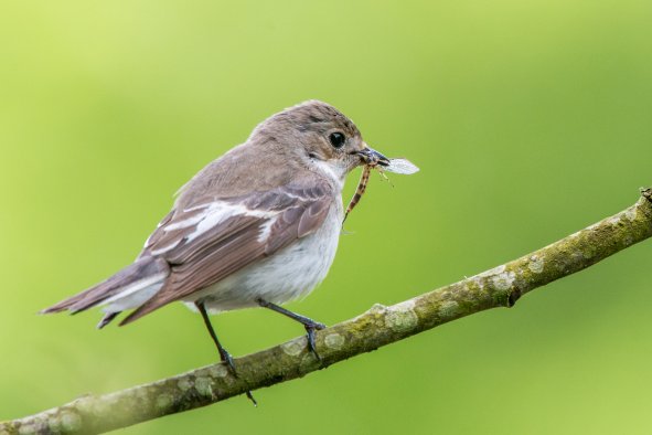 Listen to the Songs Birds Sing While Dreaming