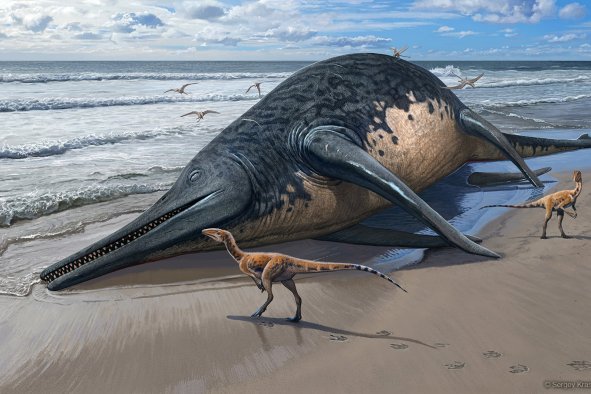 Paleontologists Discover Fossils of What May Be Largest-Ever Marine Reptile