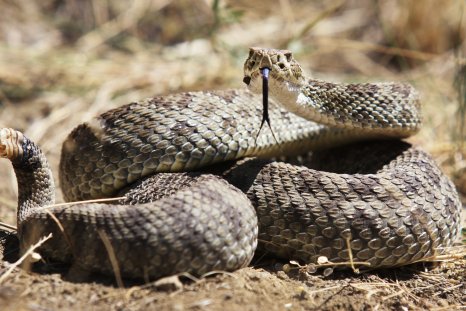 Watching This Video May Make You Less Scared of Snakes