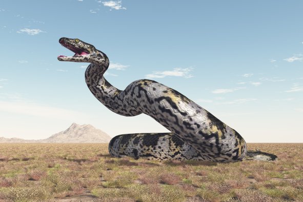 Paleontologists Discover 'Exceptionally Large' Fossil Snake