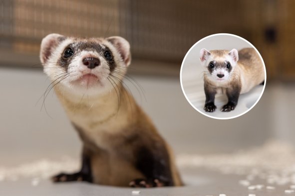 Ferret Once Thought Extinct Has Been Cloned