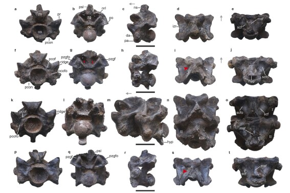 This ancient snake in India might have been longer than a school bus and weighed a ton