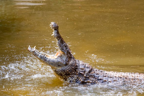 Crocodile Hunted as Teenage Boy Found Dead