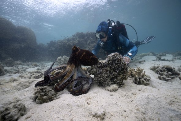 'Incredible' Clip Shows Scientist and Octopus 'Communicating' in the Wild