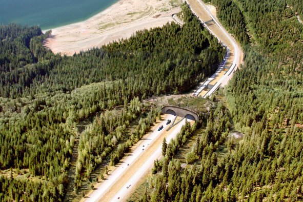 Earth Day Success Story: Wildlife Crossings Keep Animals and People Safe