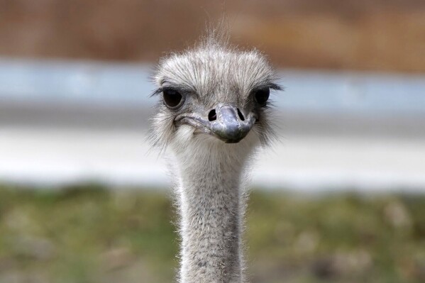 An adored ostrich at a Kansas zoo has died after swallowing a staff member’s keys