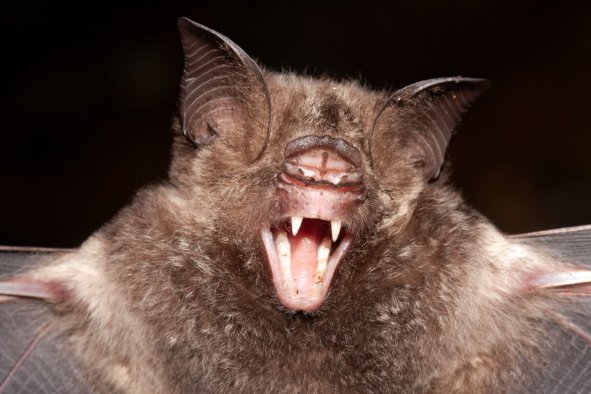 Bats Are Going Through a Rare Evolutionary Phenomenon