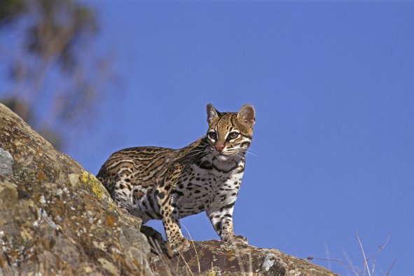 Texas' Ocelot Wild Cats More Widespread Than Scientists Thought