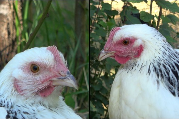 Emotional Chickens Get Red-Faced Too, Study Reveals