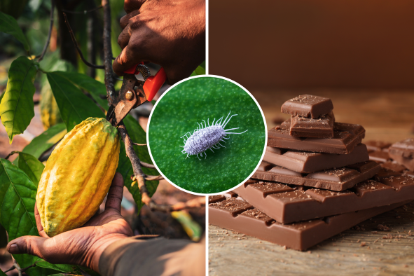 Chocolate Warning as Global Supply Under 'Real Threat'