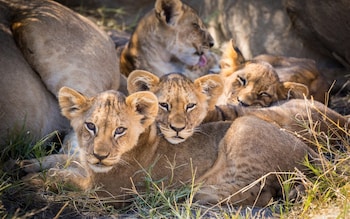 The emotional rollercoaster of a baby animal safari