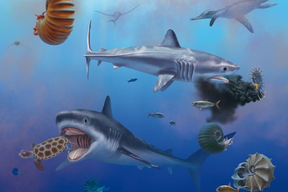 Great White Shark's 'Gigantic' Ancient Relative Revealed