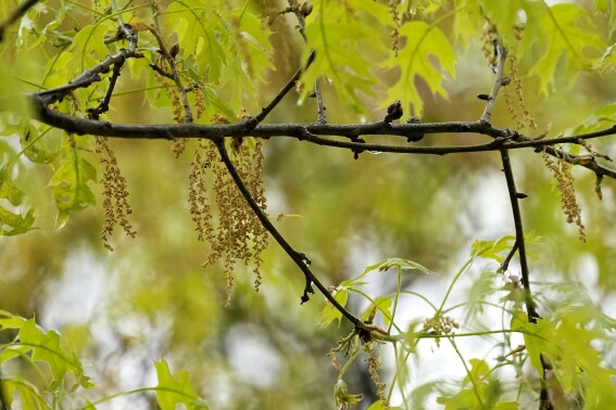 Allergies can make you miserable. Here’s how to track pollen levels near you