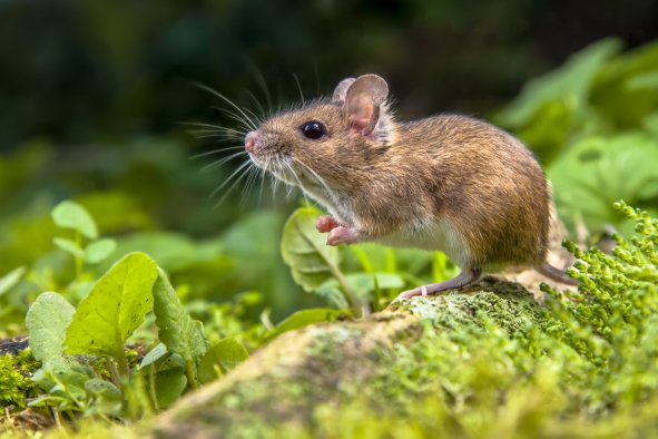 You Used to Think Like a Mouse, Brain Study Reveals