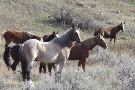 Wild horses to remain in North Dakota’s Theodore Roosevelt National Park, lawmaker says