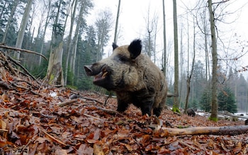 ‘Send in the army’ say Italian ham producers as prosciutto pigs face wild boar fever threat