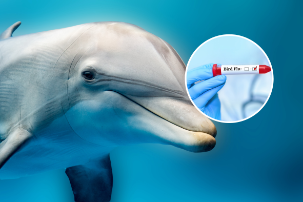 Warning as First American Dolphin Diagnosed With Highly Pathogenic Bird Flu