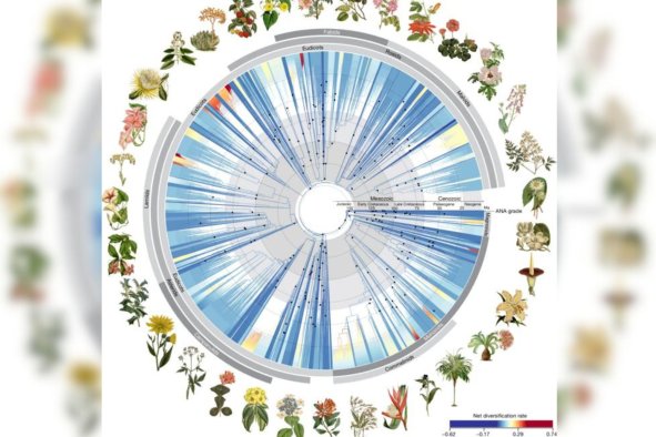 Darwin's 'Abominable Mystery' Haunts New Plant Tree of Life